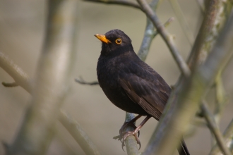 Male blackbird