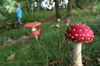 Fly agaric