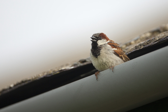 House sparrow on house guttering
