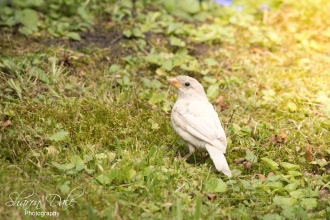 Rare White Sparrow