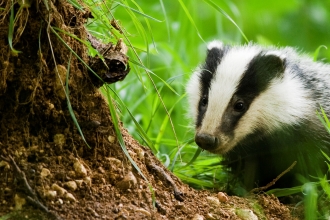 Badger