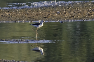 Black Winged Stilt at Idle Valley