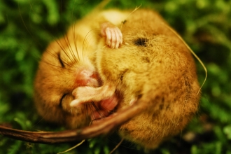 Dormouse curled up