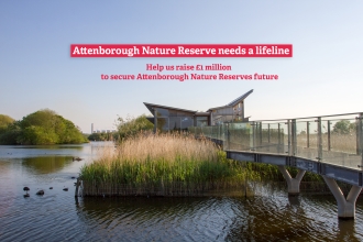 Attenborough Nature Reserve needs a lifeline. Help us raise £1 million to secure Attenborough's future