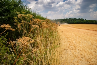 Jordans Farm Partnership Oat harvest  © Matthew Roberts