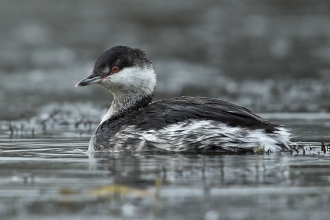 Slavonian Grebe