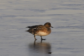 Female wigeon