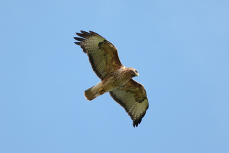 Buzzard in flight