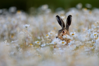 Brown hare in a meadow of oxeye daisies