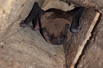 Noctule bat - Ploughman Wood - Michael Walker