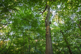 The bat boxes of Ploughman Wood