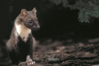 Pine marten