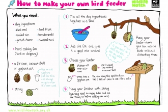 Activity sheet: How to make a bird feeder