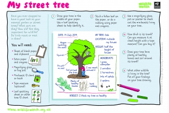 Activity sheet: Street Tree