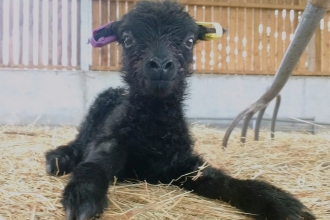 Youngest girl of the lamb quadruplets born April 2020