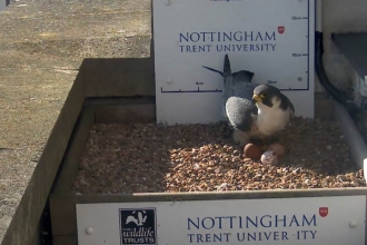 Three peregrine eggs in nest