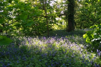 Bluebells in Bunny Woods