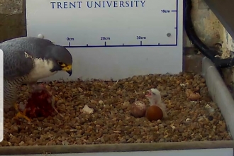 Peregrine chick in nest