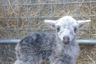 2020 conservation grazing lamb