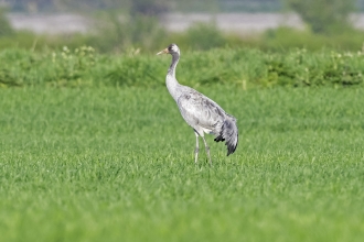 Common crane