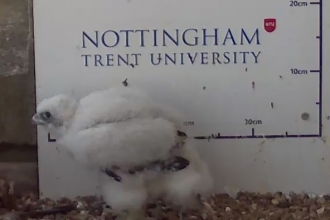 adult feathers showing on peregrine falcon chick