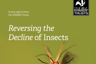 Reversing the Decline of Insects report cover July 2020