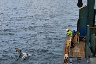 Dolphin alongside ship