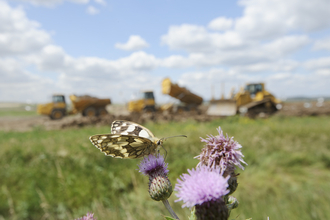 Marbled White butterfly on thistle Credit Terry Whittaker 2020Vision