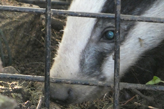 Badger vaccination cage