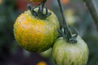 Tomatoes growing in garden