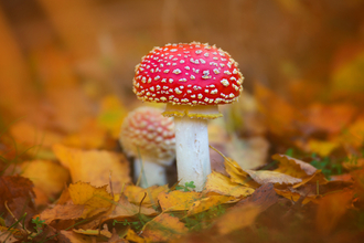 Fly Agaric among autumn leaves