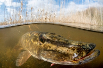 Pike in the reedbeds, Jack Perks