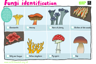 Activity Sheet: fungi identification