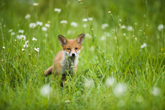 Red fox cub surrounded by long grass and white flowers