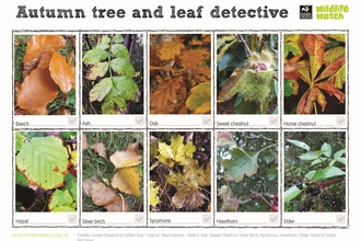 Activity Sheet: autumn leaf detective spotter sheet