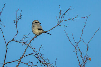 Crows and shrikes | Nottinghamshire Wildlife Trust
