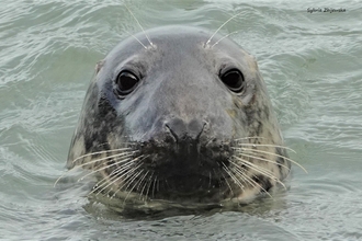 Curious adult female grey seal 