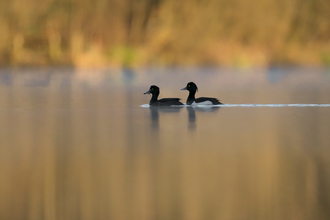 Tufted duck pair