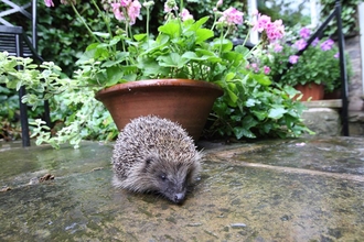 Hedgehog in a city garden