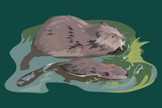 Illustration of a beaver and kit swimming through water