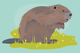 Illustration of a single beaver say on grass beaver with a pale blue background