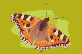 Illustration of a tortoishell butterfly on a leaf with it's wings outstretched