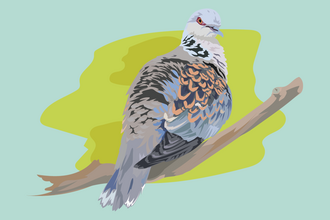 Illustration of a turtle dove perched on a branch