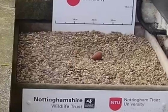 First egg of the 2021 season