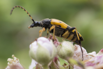 Black and yellow longhorn beetle standing on flower