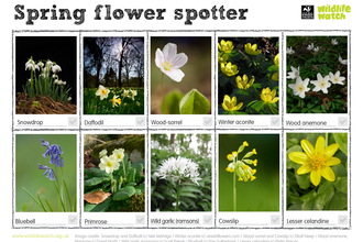 Activity Sheet: spring flower spotter. Can you spot snowdrops, daffdodils, woos-sorrel, winter aconite, woon anemone, bluebells, primroses, wild garlic (ransoms), cowslip or lesser celandine?