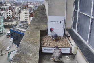 Peregrine falcon courtship March 2021