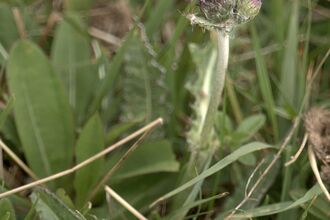 Meadow thistle