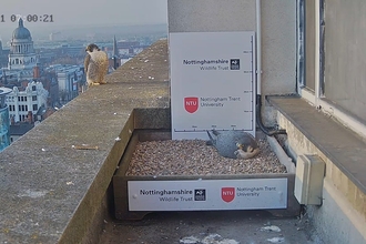 Peregrine Falcons April 2021