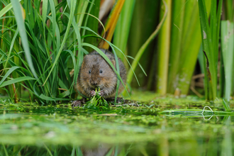 Water vole in reeds
